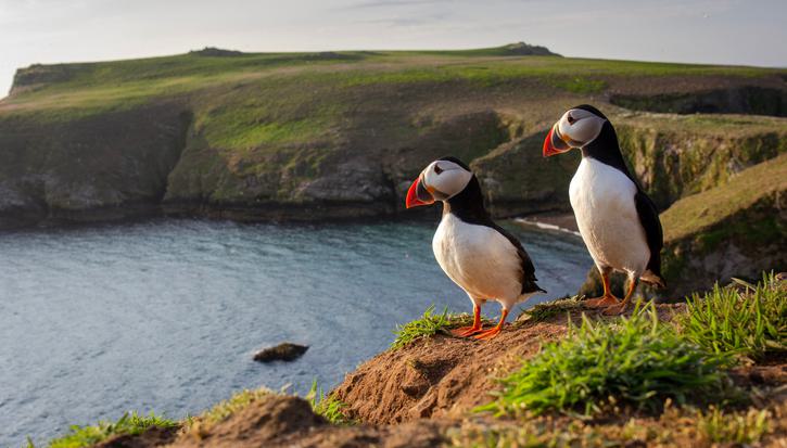 Two puffins stand on a grassy coastal hill with the sea in the background