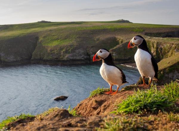 Two puffins stand on a grassy coastal hill with the sea in the background